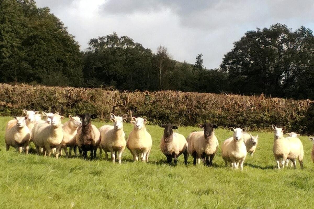 Lobhill Farmhouse Bed And Breakfast And Self Catering Accommodation Okehampton Chambre photo
