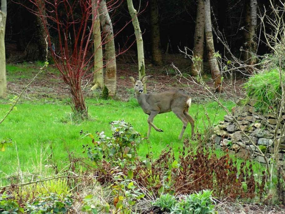 Lobhill Farmhouse Bed And Breakfast And Self Catering Accommodation Okehampton Chambre photo